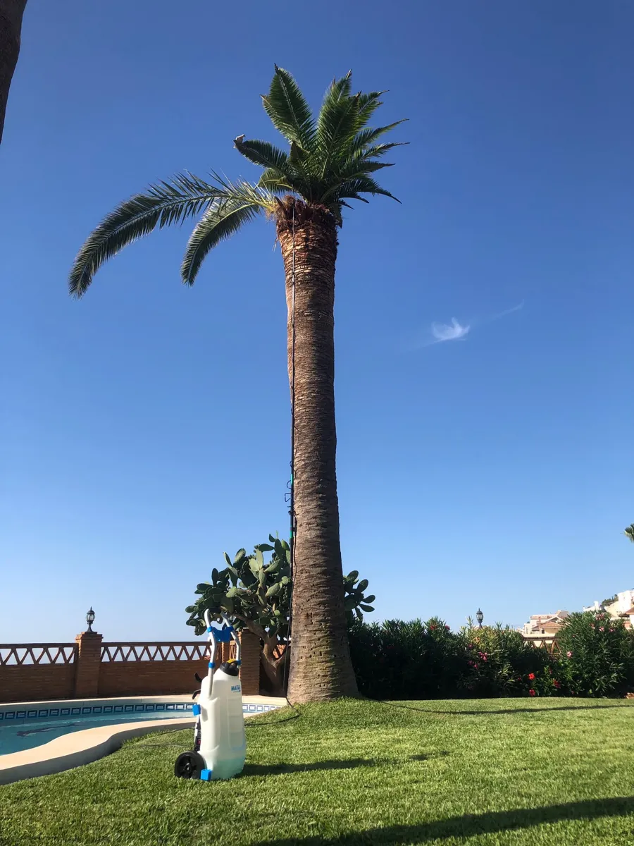 A palm after a red palm weevil attack (Before)