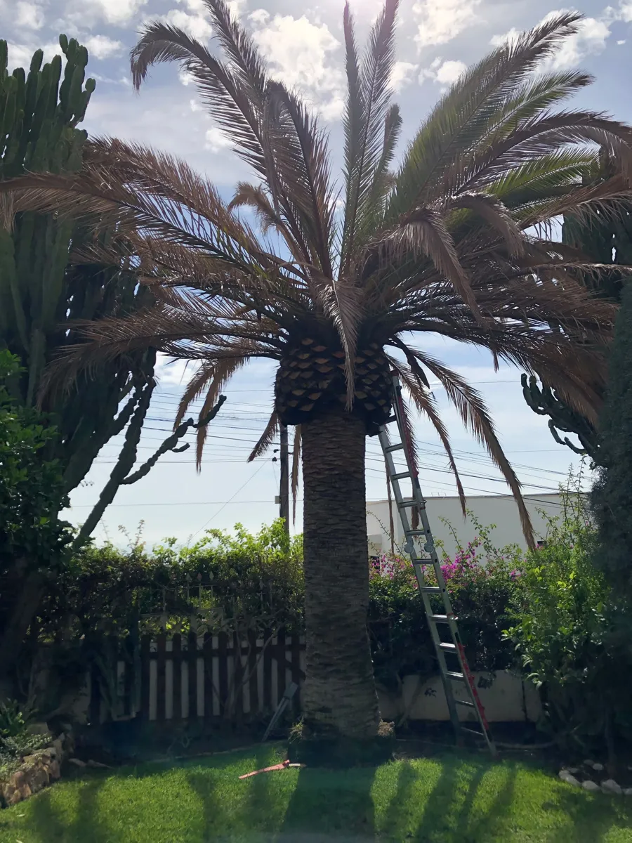 A Canary Island date palm before and after pruning (Before)