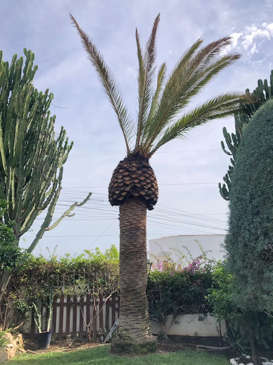 A Canary Island date palm before and after pruning (After)