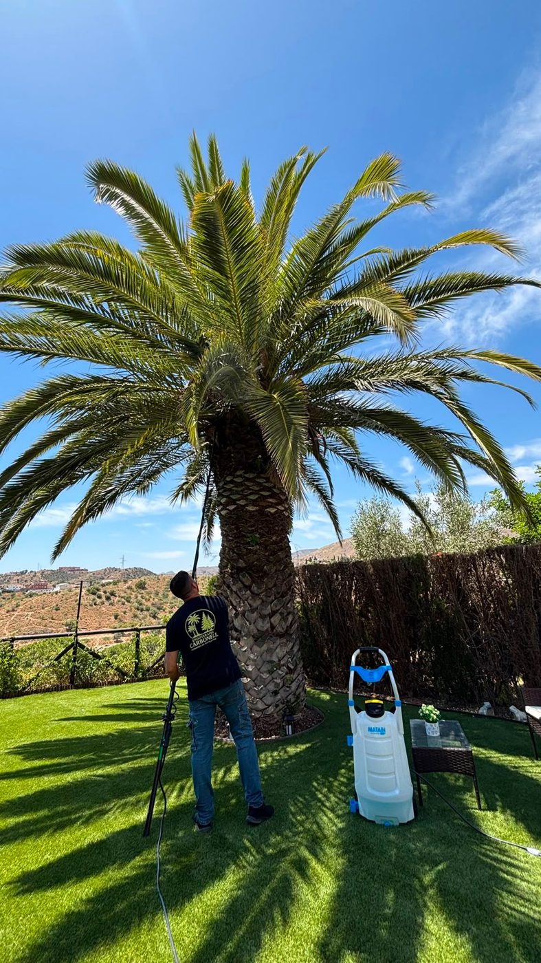 Treating a palm tree