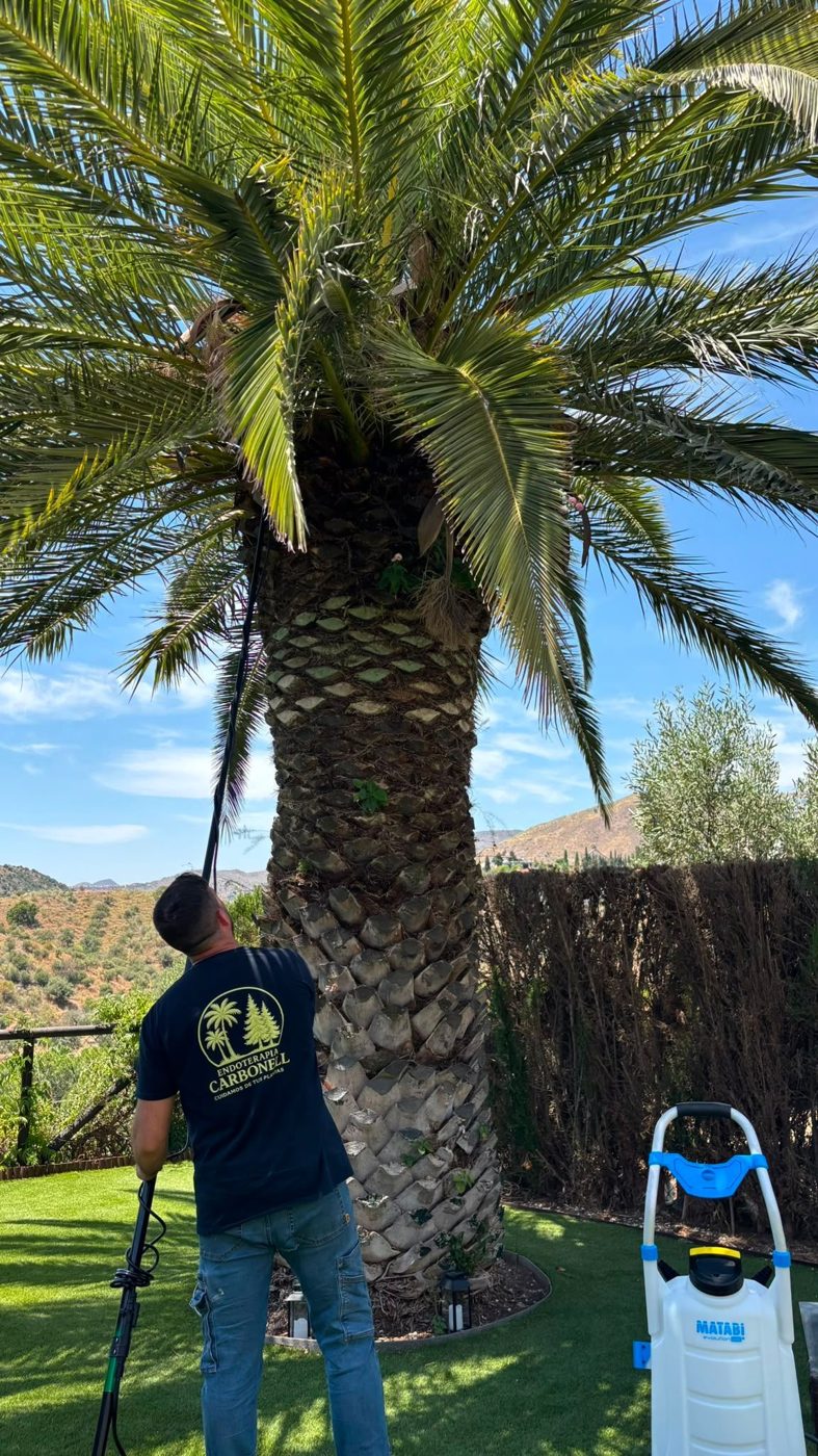 Tratamiento de una palmera contra el picudo rojo