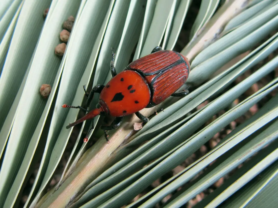 Erwachsener Roter Palmrüssler (Rhynchophorus ferrugineus) auf einem Palmblatt