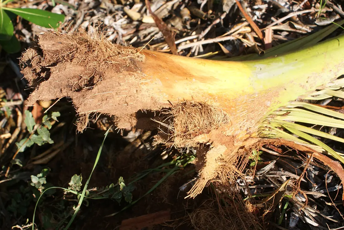 Blattansatz einer Palme mit einem Kokon des Roten Palmrüsslers
